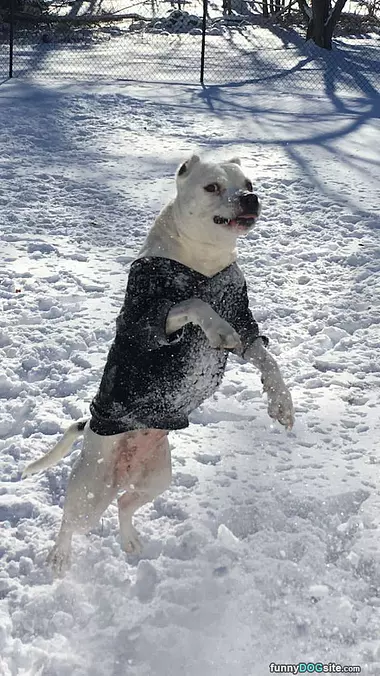 Jumping For Joy