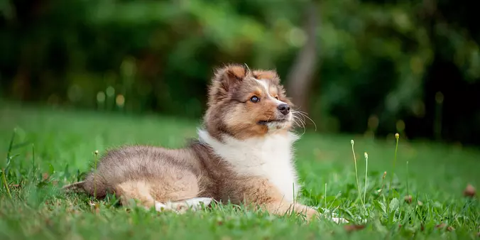 Shetland Sheepdog puppy