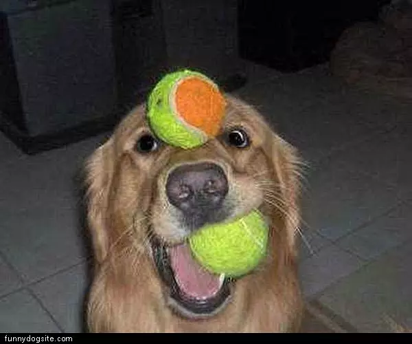 Arf Arf
