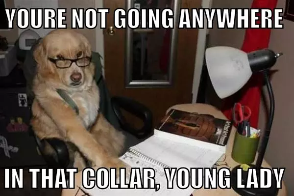 Not In That Collar