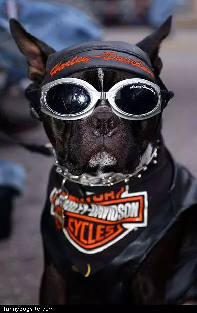 Rock Dog