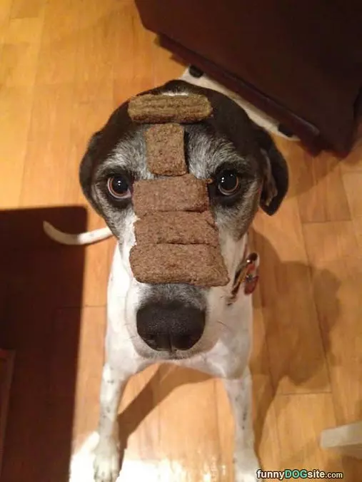 Ninja Treat Balancer