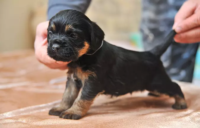 Jagdterrier puppy