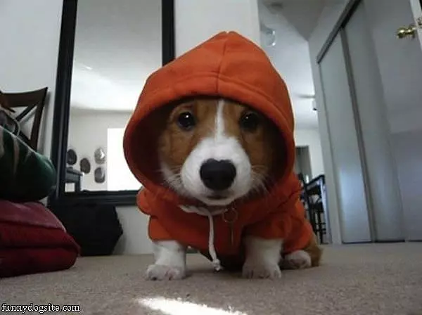 Hoodie Pup