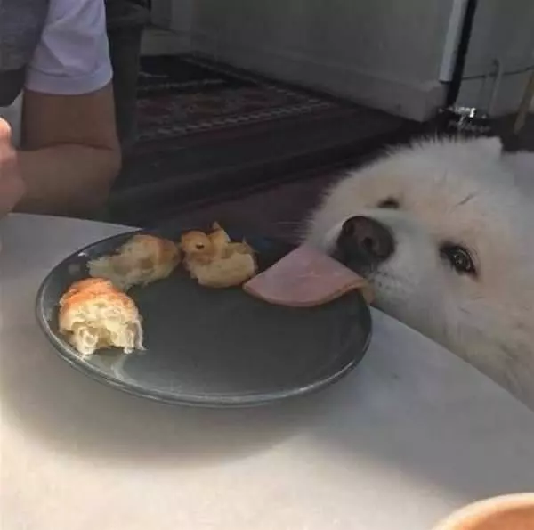 Can I Has This