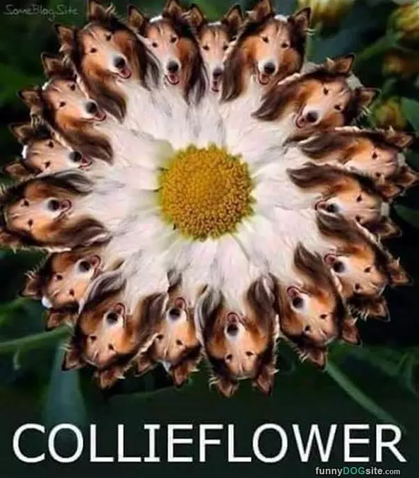 Collieflower