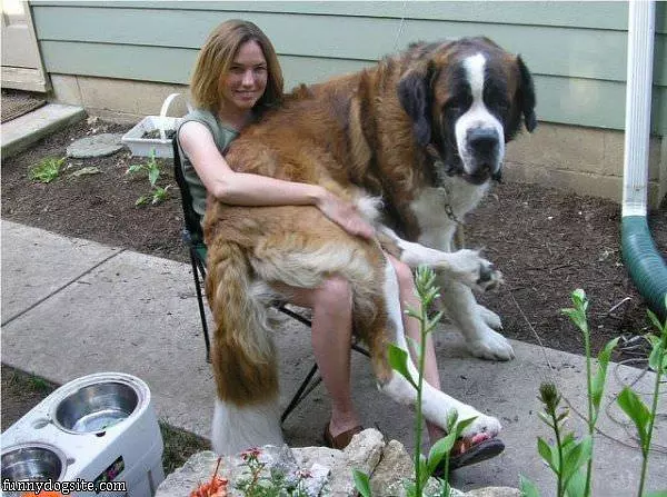 Lap Dog