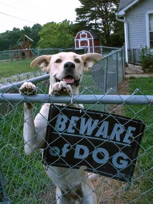 Dog Wants Some Cuddles