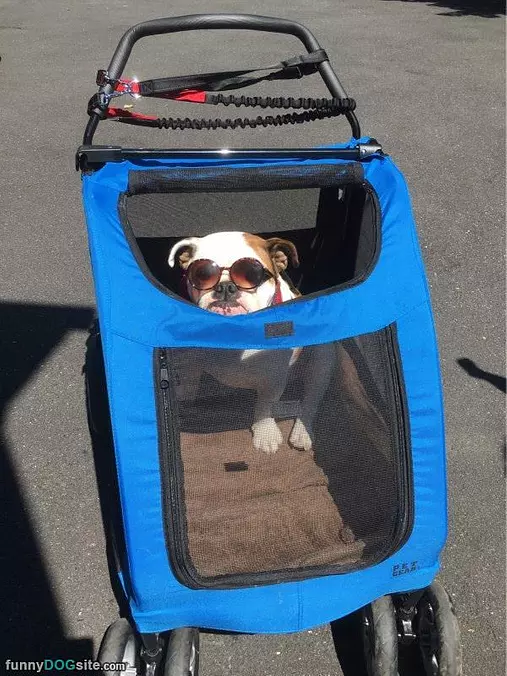 My Dog Walk Stroller