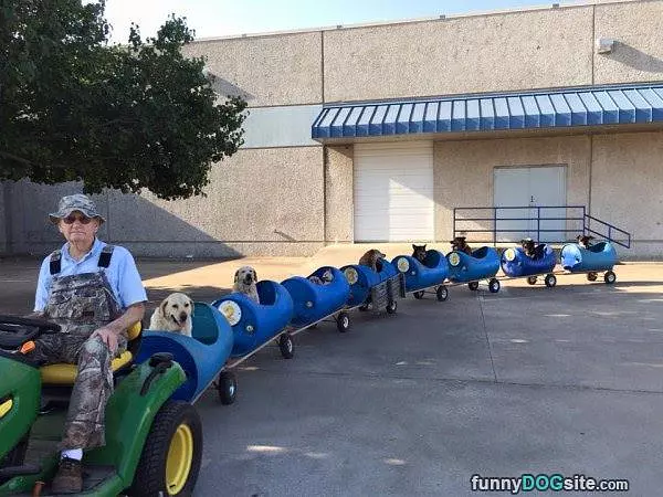 Dog Train