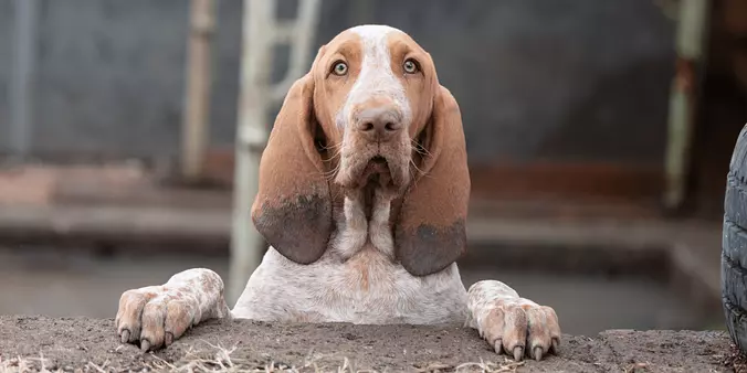 Bracco Italiano