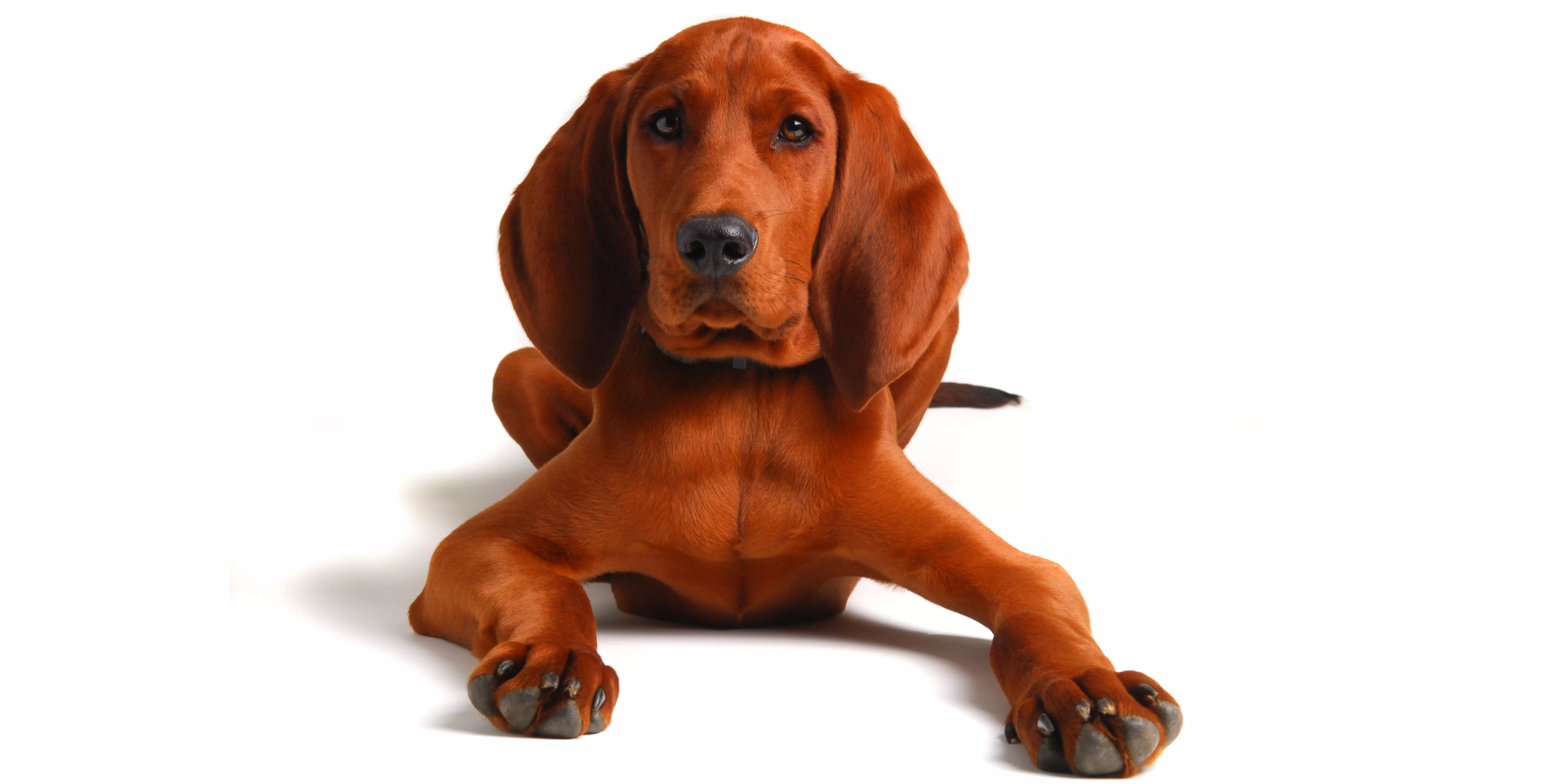 Redbone Coonhound