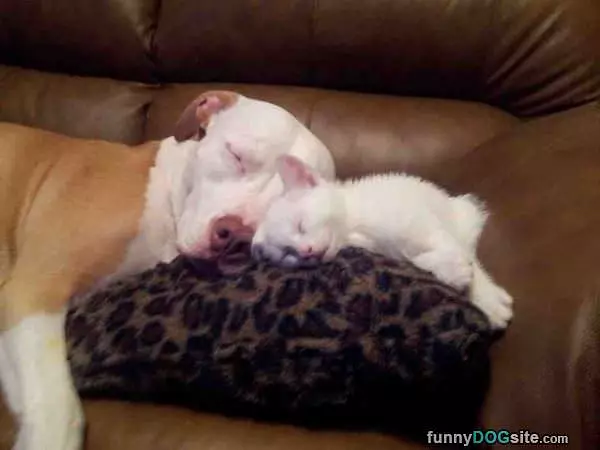 Napping So Nice Together