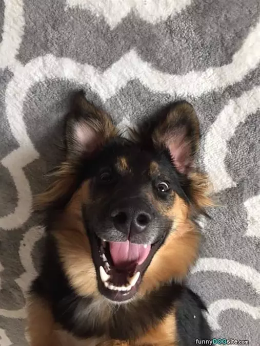 That Is One Happy Dog