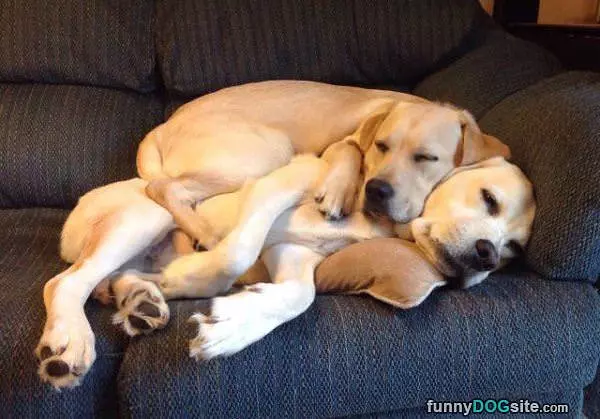 Cuddles