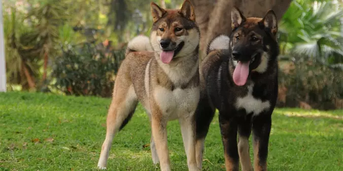Shikoku dogs