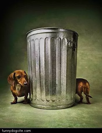 Long Weiner Dog