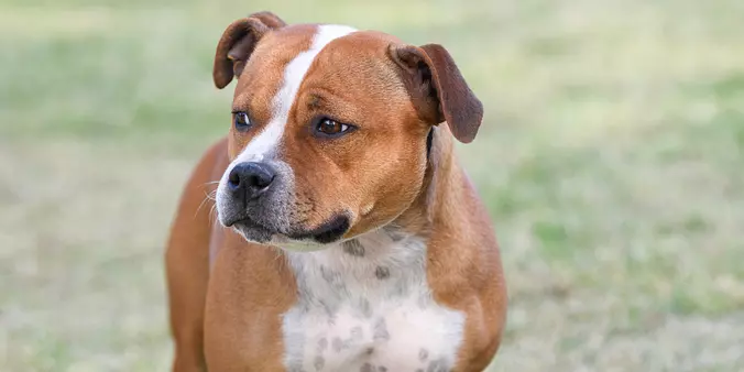 Staffordshire Bull Terrier dog