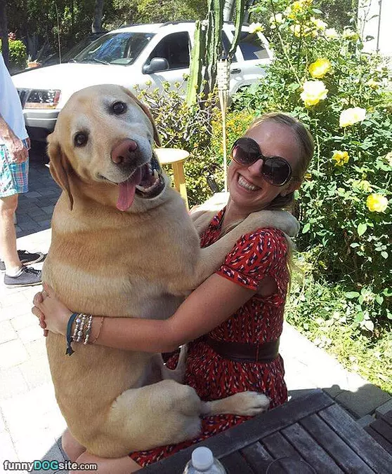 My Lap Dog