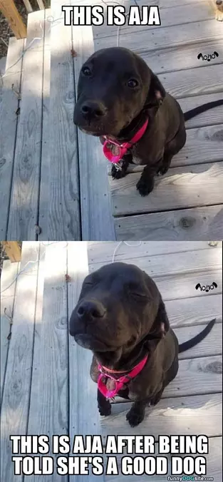 What A Good Dog