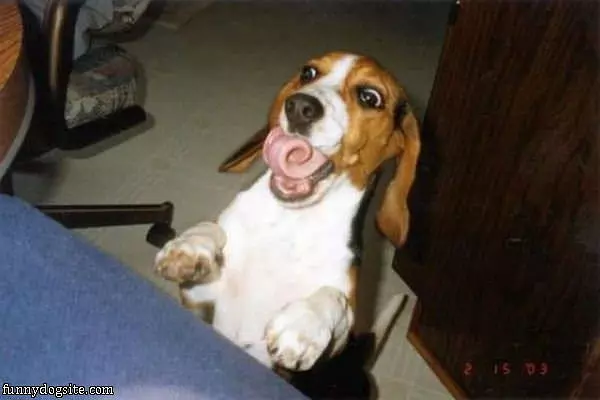 Tongue Roll