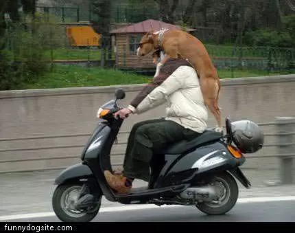 Dog Co Pilot