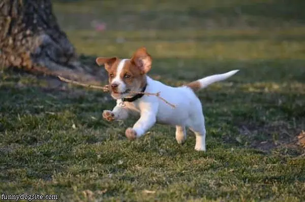 I Fetched The Stick