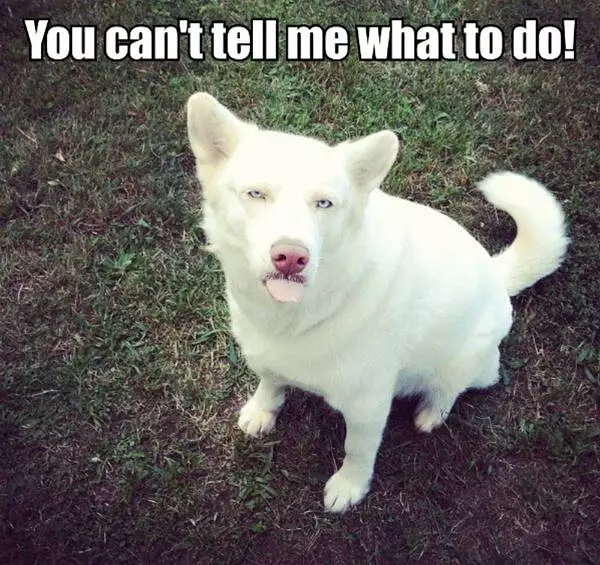 Cant Tell Me What To Do