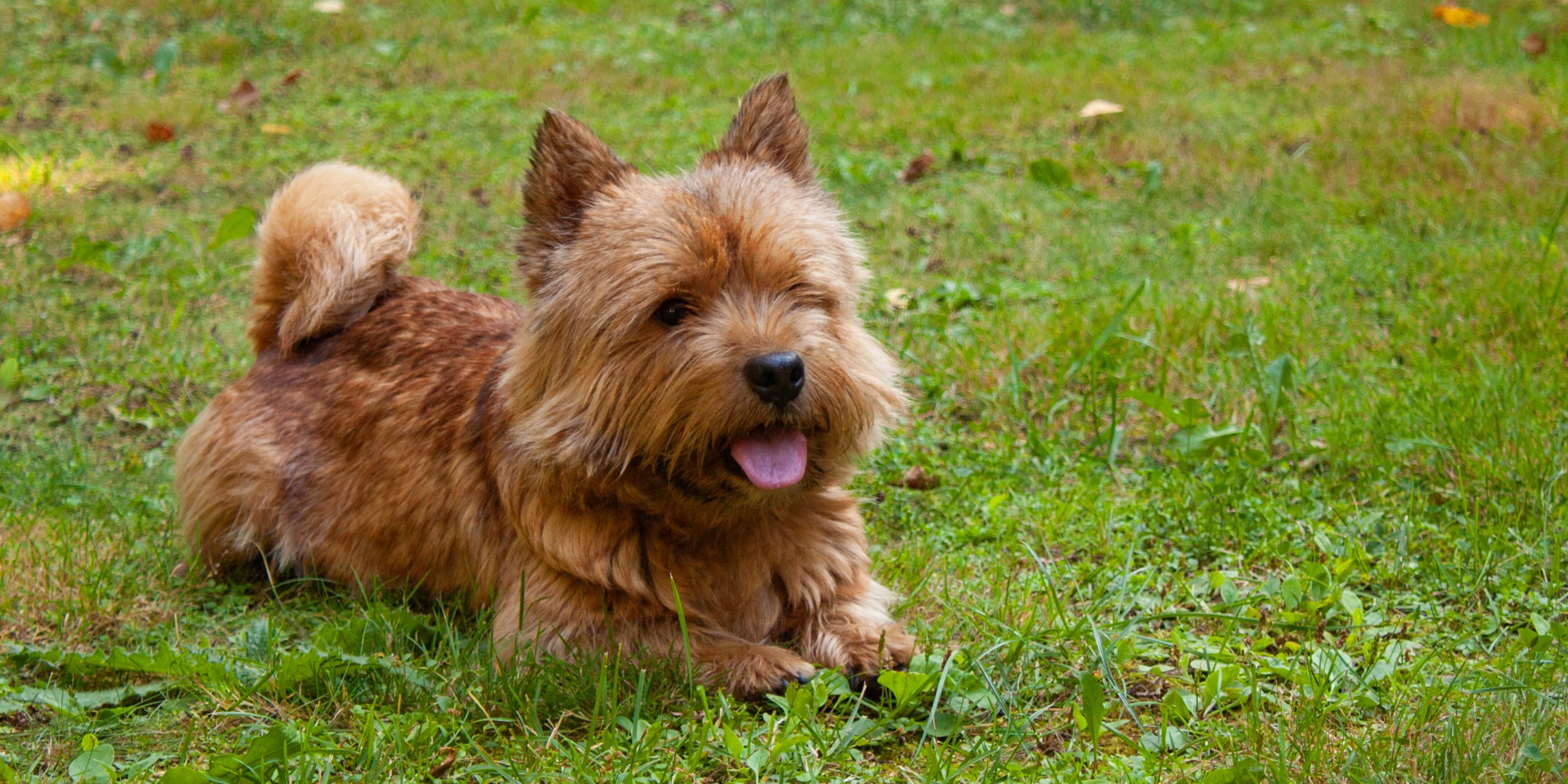 Norwich Terrier