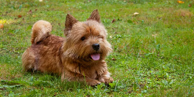 Norwich Terrier puppy