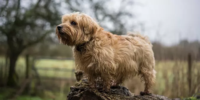 Norfolk Terrier