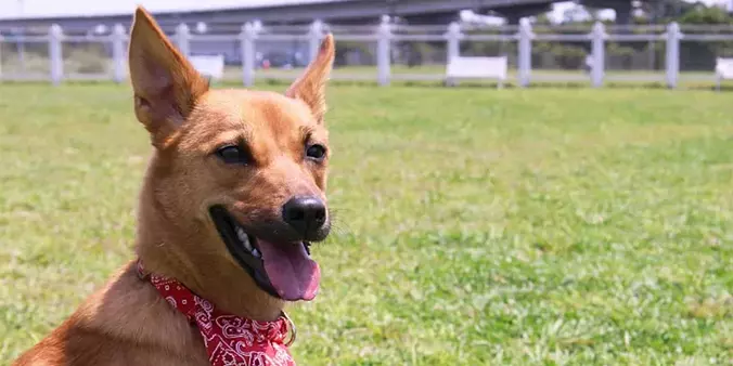 Taiwan Dog Closeup