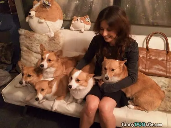 Dogs Everywhere