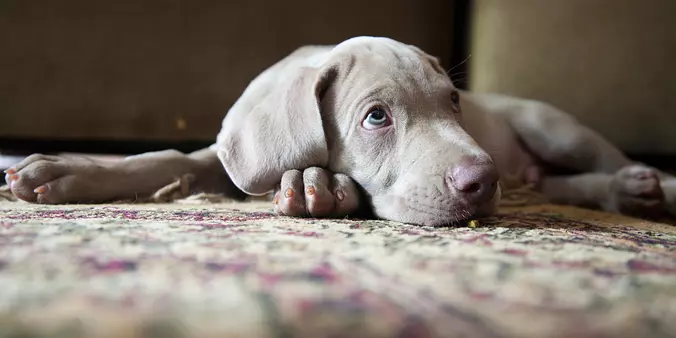 Weimaraner puppy