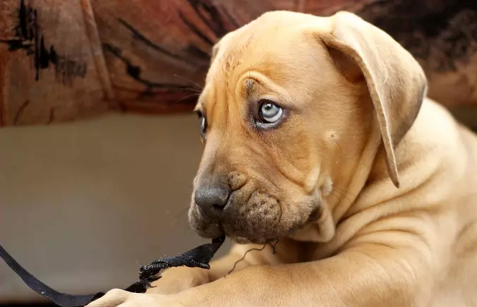 Cute Boerboel