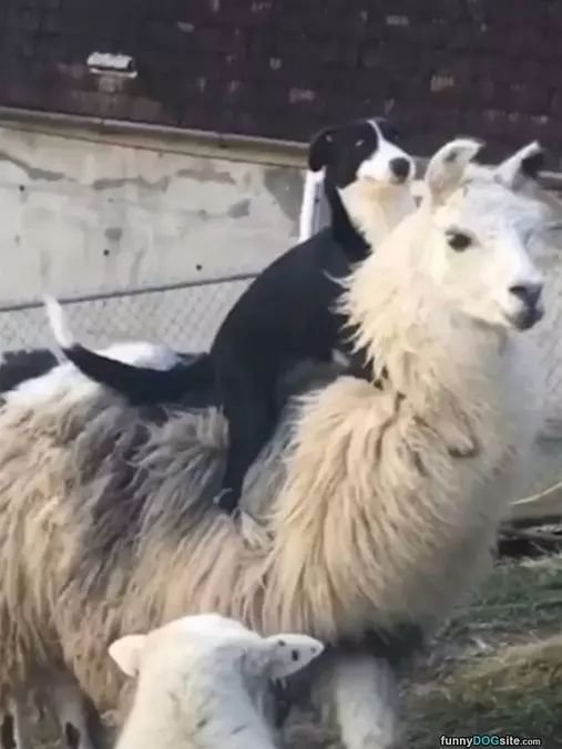Ride Ride