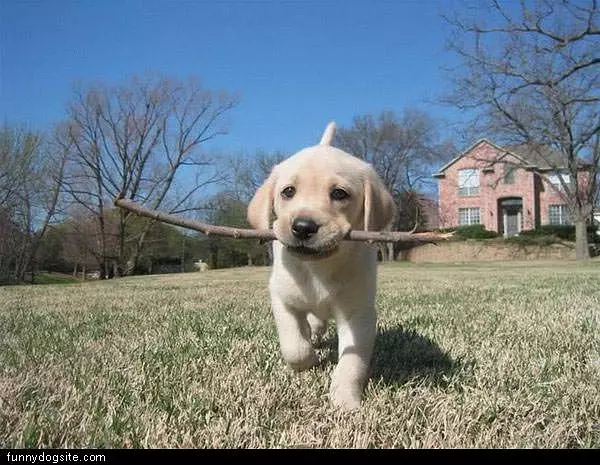 Fetch