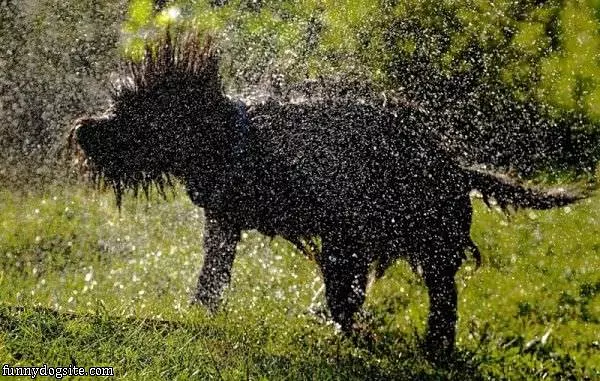 Shake It Off