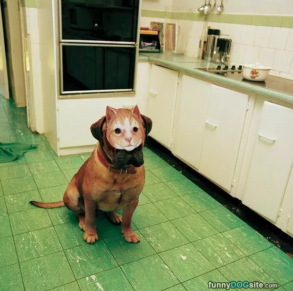 Im A Cat Meow