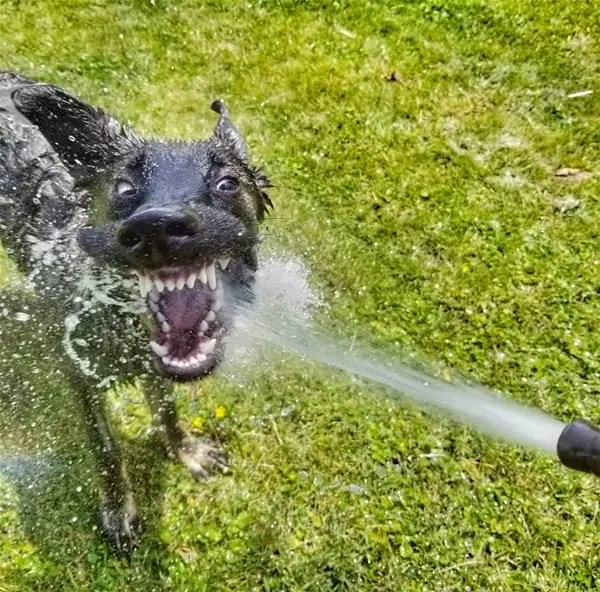 Biting The Water