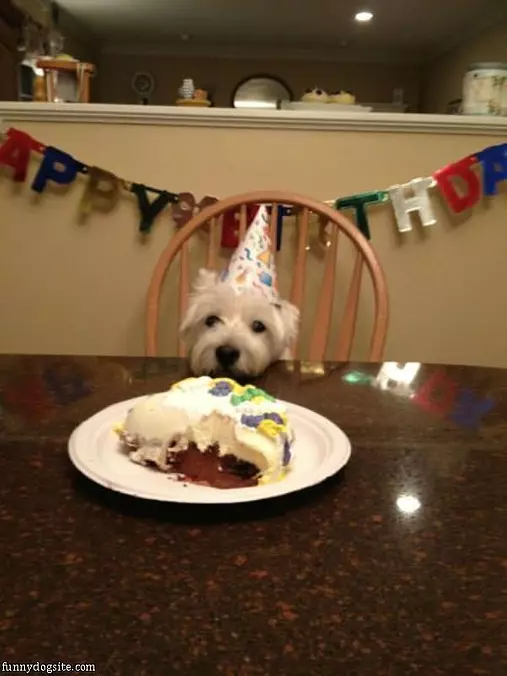 Dogs Birthday Party