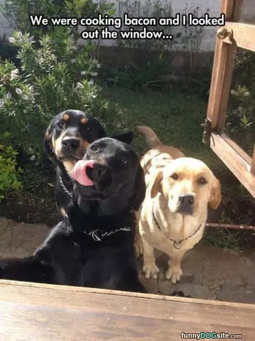 Is That Bacon
