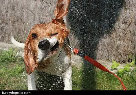 Drying Off