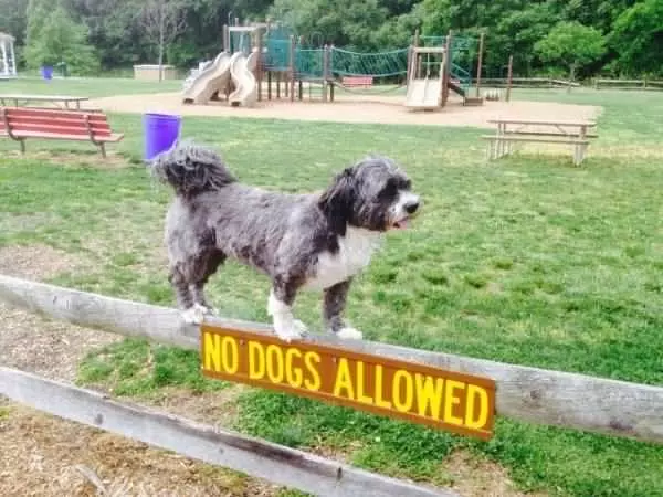 No Dogs Allowed