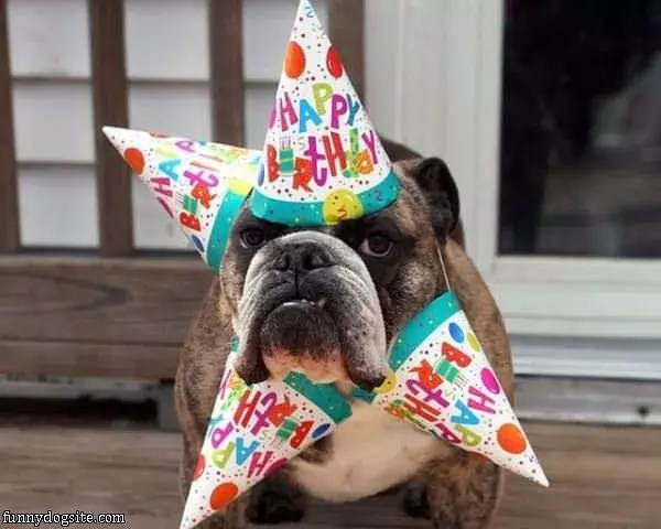 Happy Birthday Dog