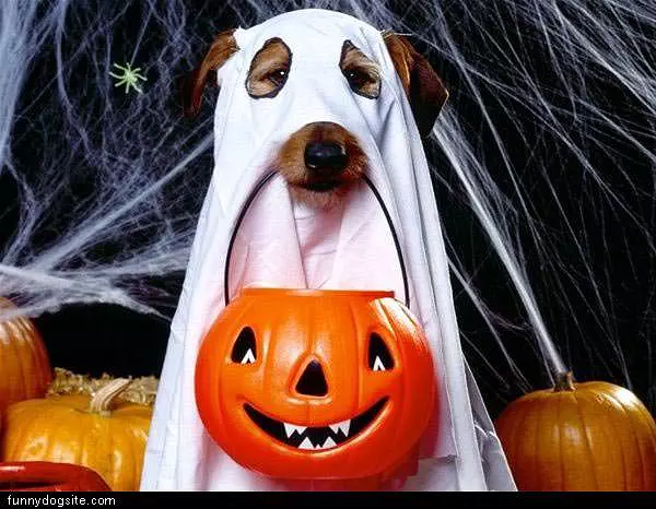 Dog Ghost