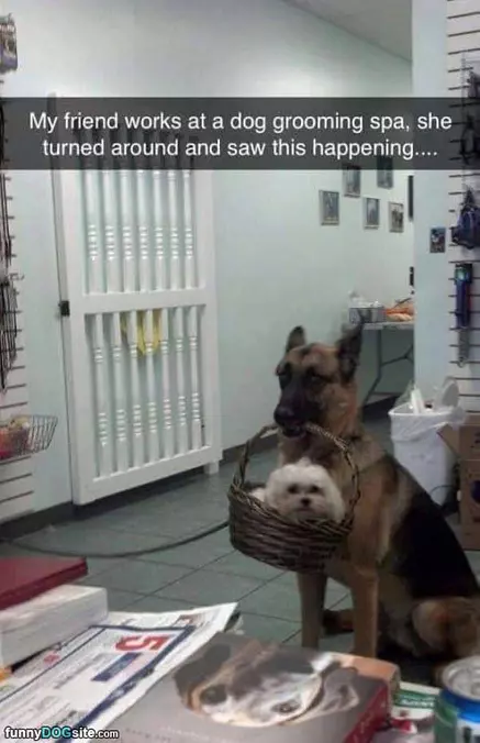 Grooming Spa Fun