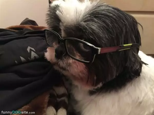 Looks So Smart