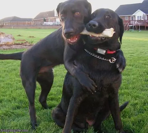 Sharing The Bone