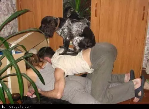 Dog Wants To See Too